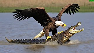 14 Most Amazing Eagle Attacks Ever Caught on Camera [upl. by Plerre18]