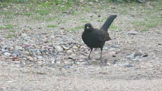 Common Blackbird Turdus merula Merel male Maasvlakte ZH the Netherlands 19 Oct 2024 19 [upl. by Aufmann]