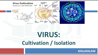 Virus CultivationIsolation Animal Embryonated ChickenDuck egg Cell amp Tissue culture MALAYALAM [upl. by Madelena]