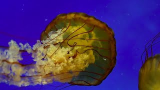 Phylum Cnidaria Part 3 Classes Scyphozoa and Staurozoa [upl. by Prudi]