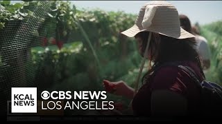 Tanaka Farms in Irvine lets guests pick their own fruits and vegetables  Lets go Places [upl. by Guod953]