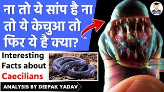 What are Caecilians  What are Amphibians   Animal Facts  UPSC environment  News Species Found [upl. by Tichon]