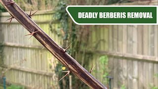 Removing This Deadly Berberis  Making Way For A Flower Bed  Lawn Care ASMR [upl. by Godspeed764]