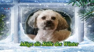 Möge die Stille des Winter  🌨️ liebe Grüße für einen friedlichen Tag 🍀 🐶 [upl. by Sondra]