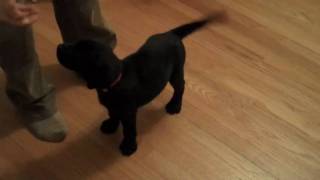 Labrador Puppys First Night Home [upl. by Annaitsirhc]