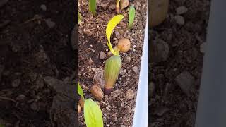 Clivia seeds sprouting [upl. by Cristine]