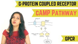 cAMP PATHWAY  GPROTEIN COUPLED RECEPTOR GPCR [upl. by Rosenkranz]