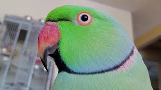 Indian Ringneck Parrot 🦜 talking [upl. by Mclaurin]