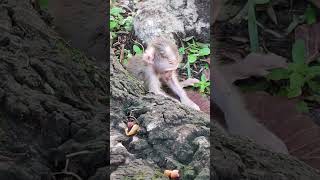 CUTE funny baby play IN JUNGLE😘🐒KG2 monkeys viral animals shortsvideo monkey monkeyvideo [upl. by Santa]