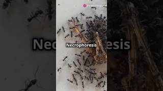 I Witnessed the Heartbreaking NECROPHORESIS Ritual of Ants [upl. by Liva]