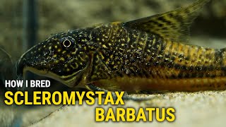 How I Bred Scleromystax Barbatus at Home [upl. by Carmela]