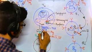 Cytotoxic T cells [upl. by Aymer]