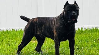 Cane Corso Puppies 4 weeks old Walking and will get names and color collars [upl. by Godard]