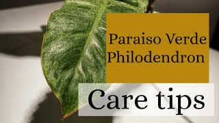 How I Care for The Paraiso Verde Philodendron [upl. by Devan83]