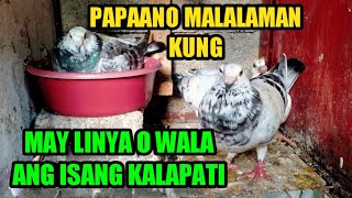 ATING ALAMIN PAPAANO MALALAMAN KUNG MAY LINYA OR WALA ANG ISANG KALAPATI [upl. by Nyltyak]