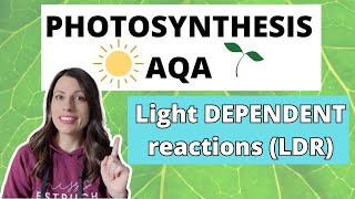 PHOTOSYNTHESIS Light Dependent ReactionAlevel Biology Photolysis photoionisation amp chemiosmosis [upl. by Llertnor]