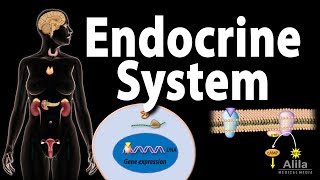 The Endocrine System Overview Animation [upl. by Nesyt]