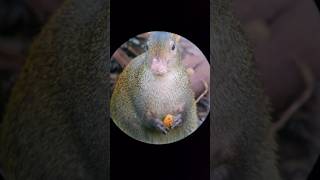 Agouti Parque Nacional Manuel Antonio 1 en Costa Rica 2024 [upl. by Eittak]