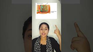 Excretion in Annelida eg Earthworm shorts annelida biologytutorial viral science biology [upl. by Ahsam588]