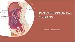 Retroperitoneal organs [upl. by Fleda]