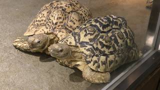 リクガメたち 日本平動物園 2017年12月10日 [upl. by Ikcaj523]