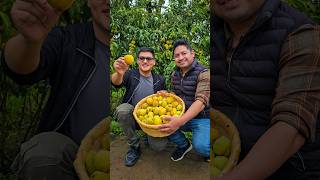 CONSERVA DE DURAZNOS 🤤 Recién cortados del árbol 🌳🍑 [upl. by Romanas]