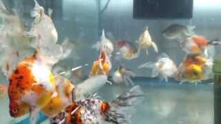 Calico fantail goldfish [upl. by Anaicul]