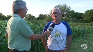 Milho verde é negócio rentável para agricultura familiar [upl. by Enehs]