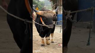 Gigantic Goyal Cow  Goyal Farm  Gayal Farming in Bangladesh  Sadeeq Agro 2024 [upl. by Pruchno558]