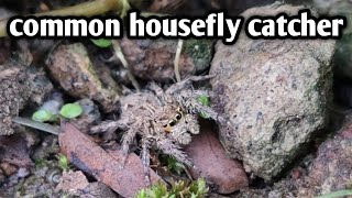 common housefly catcher spider femalePlexippus petersi jumping spidercorect if wrong [upl. by Ecnadnac]