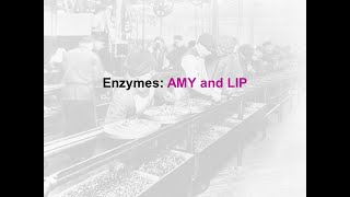 Enzymes Amylase and Lipase  clinical chem lab tests review [upl. by Tammy401]