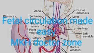 CV A 009 Fetal circulation and derivatives of umbilical veinartery foramen ovale ductus venosus [upl. by Fauman]