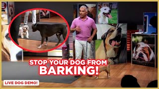 How to Stop Your Dog From Barking  Dog Nation [upl. by Puff]