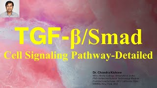 TGFβSmad Signaling Pathway Detailed Explanation [upl. by Kaden]