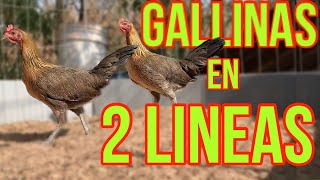 GALLINAS EN 2 LINEAS Como aprovecharlas correctamente [upl. by Rosenblum]