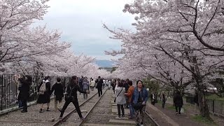 京都 桜満開の中で 永観堂禅林寺～南禅寺～琵琶湖疎水記念館近くの蹴上インクライン Nanzenji temple  Keage Incline  Kyoto [upl. by Ettennad]