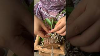 step by step grafting dendrobium plants orchid [upl. by Sedda]