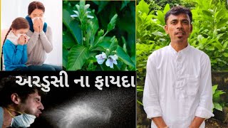 અરડૂસી ના ફાયદા  Ardusi na fayda ayurveda garelunuskha desi gujarati [upl. by Spring]