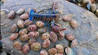 ITS ABALONE SEASON  Big Lobster Catch Clean Cook [upl. by Naxela]