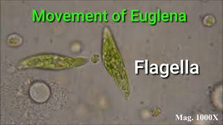 movement of Euglena with flagella [upl. by Ahseuqram]