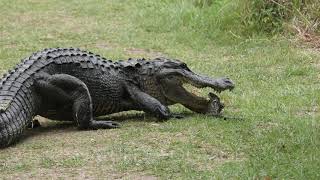 mother alligator protects her baby [upl. by Aslehc]