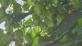 Hop cone hangs on bush soaking up sunlight vital for beer brewing [upl. by Wiltshire734]