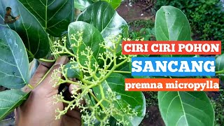 Ciri ciri pohon sancang liar premna micropylla [upl. by Anedal]