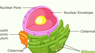 What are Ribosomes Ribosomes function and structure class 9  fundamental unit of life ribosomes [upl. by Armillia]