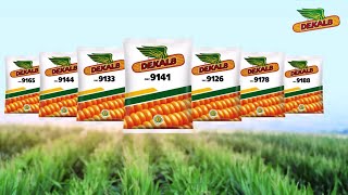 डिकाल्ब DEKALB New Corn Seeds  Innovation in corn seeds Hindi  Bayer Crop Science India [upl. by Notyad442]