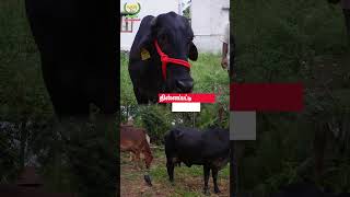 Venkat Dairy Farm cow dairyfarming dairycows shortvideo [upl. by Adnahs]