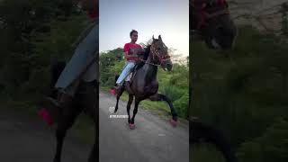 Black horse road per riding karta hoyayouetubeshorts shortvideo horsefan horselover [upl. by Neenaj]