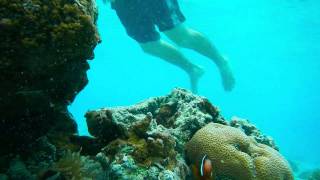 Touch the Fish  Snorkeling Saipan at Pacific Islands Club Resort [upl. by Ijnek]