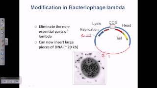 Cloning vector lamda phage vector [upl. by Lesna]