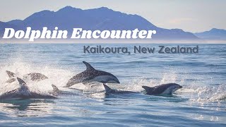 Dolphin Encounter  Kaikoura NZ [upl. by Irallih149]